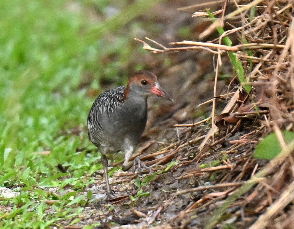 Slaty-breasted Rail - ML645258386