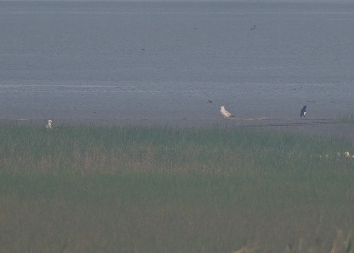 Relict Gull - ML645258392