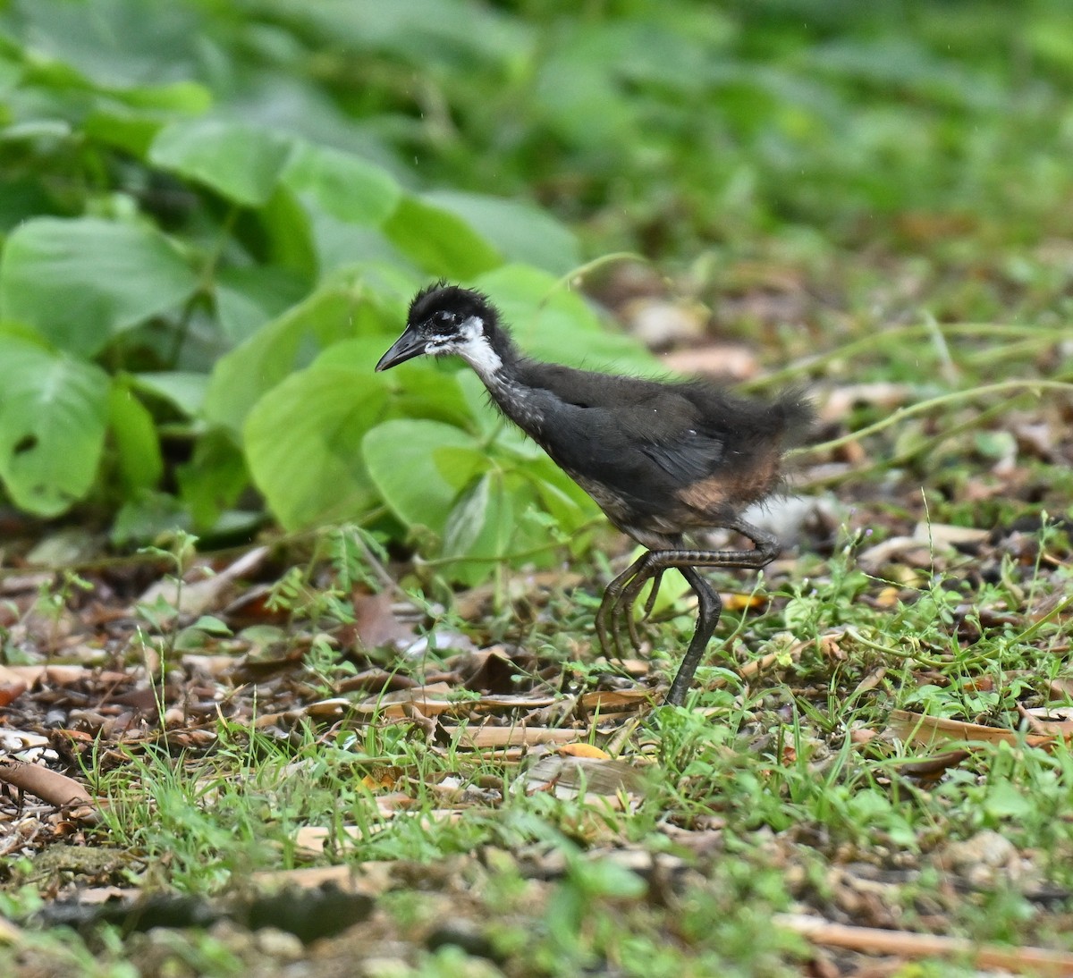 白腹秧雞 - ML645258398