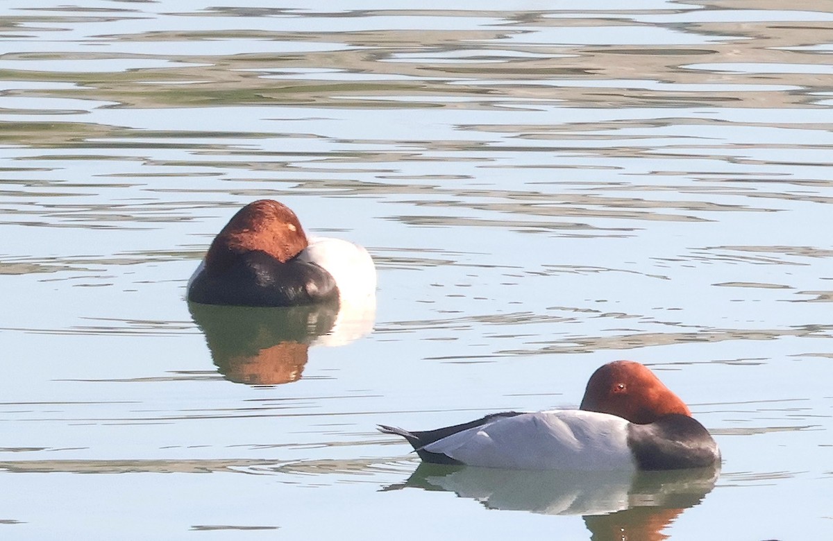 紅頭潛鴨 - ML645258402