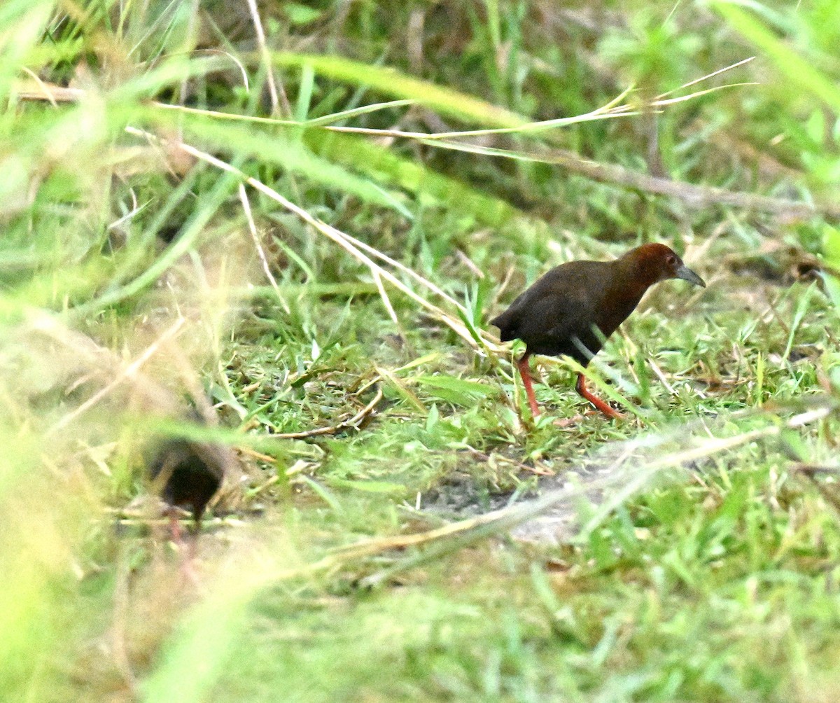 緋秧雞 - ML645258407