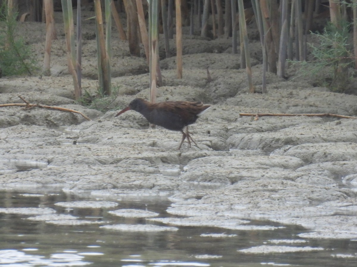 西方秧雞 - ML645258408