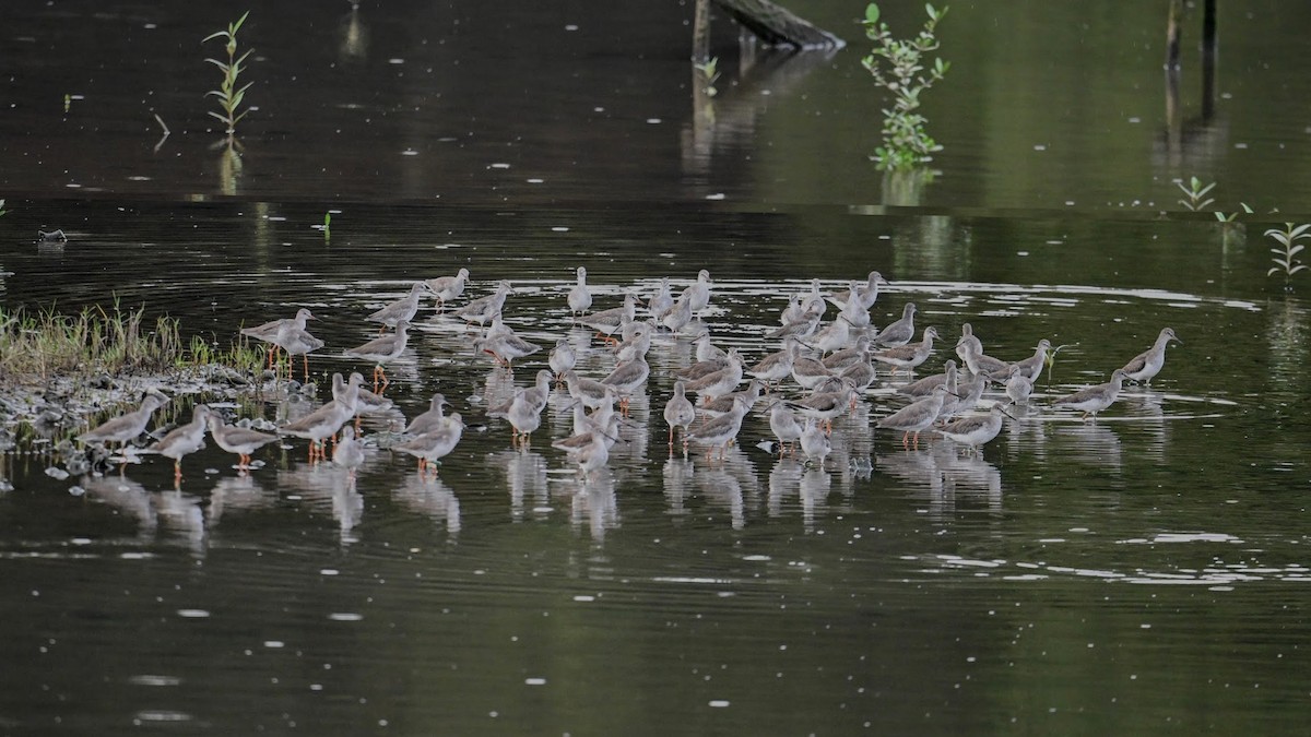 赤足鷸 - ML645258410