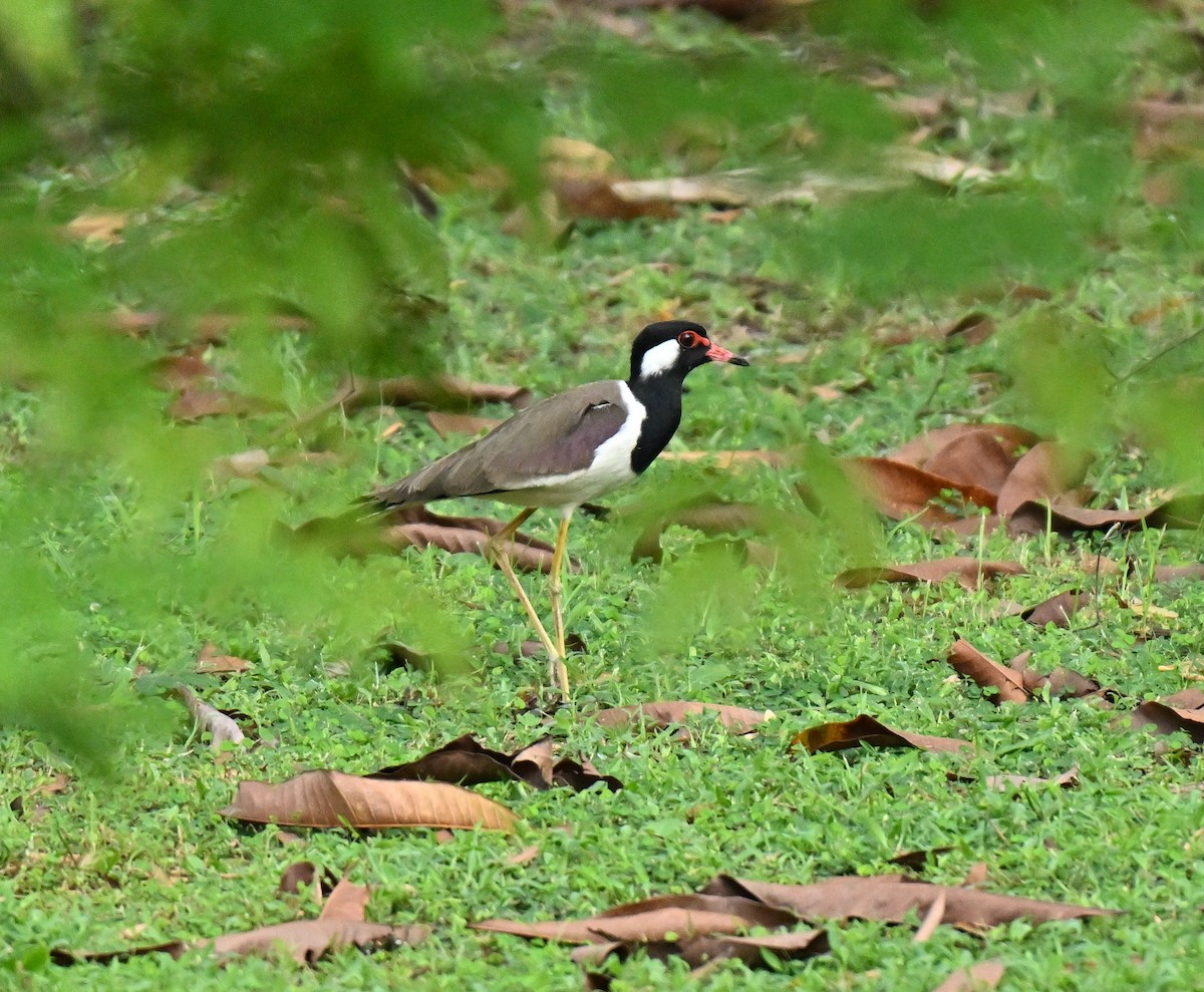Red-wattled Lapwing - ML645258411