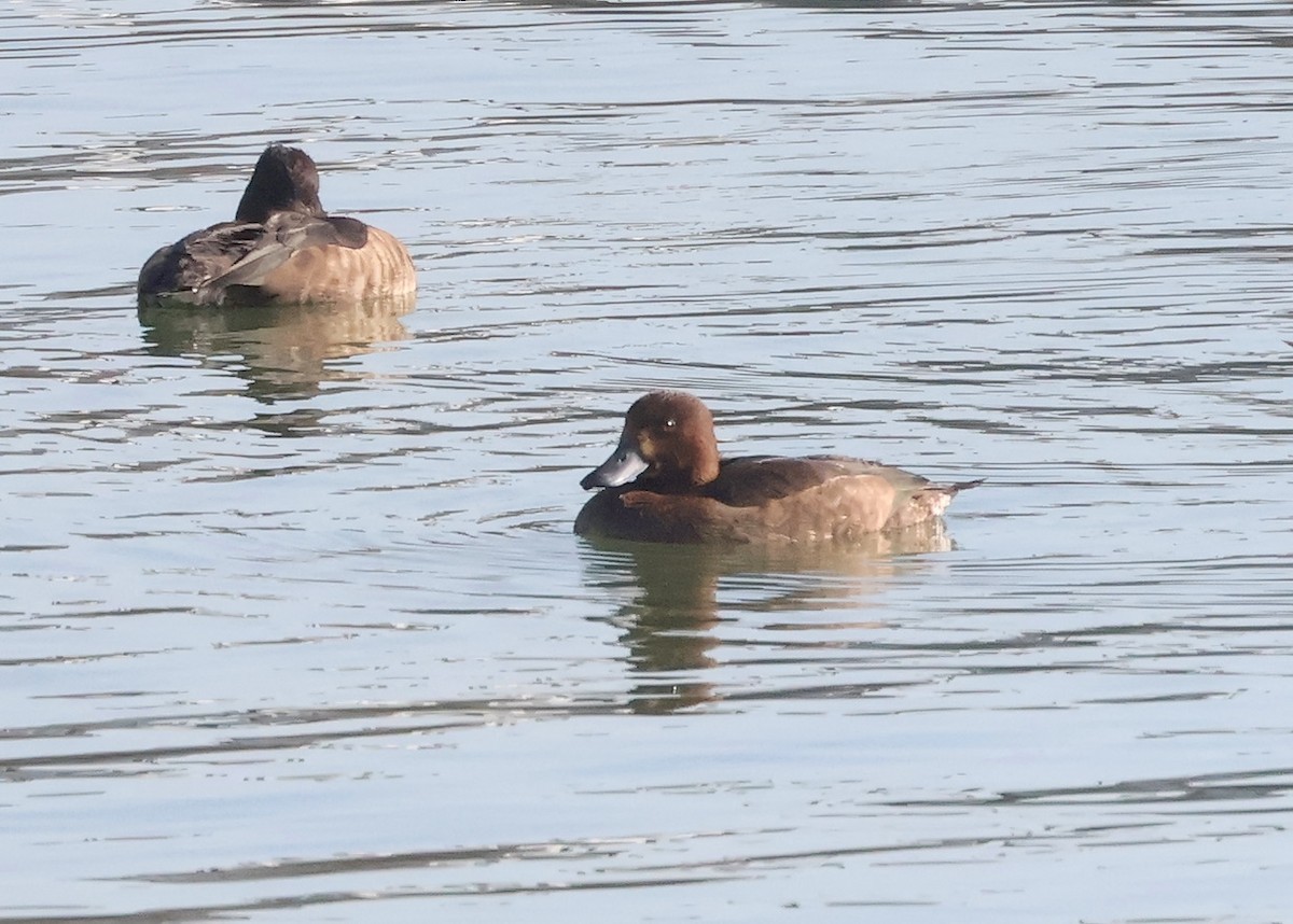 白眼潛鴨 - ML645258412