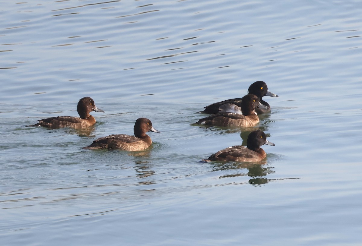 鳳頭潛鴨 - ML645258413