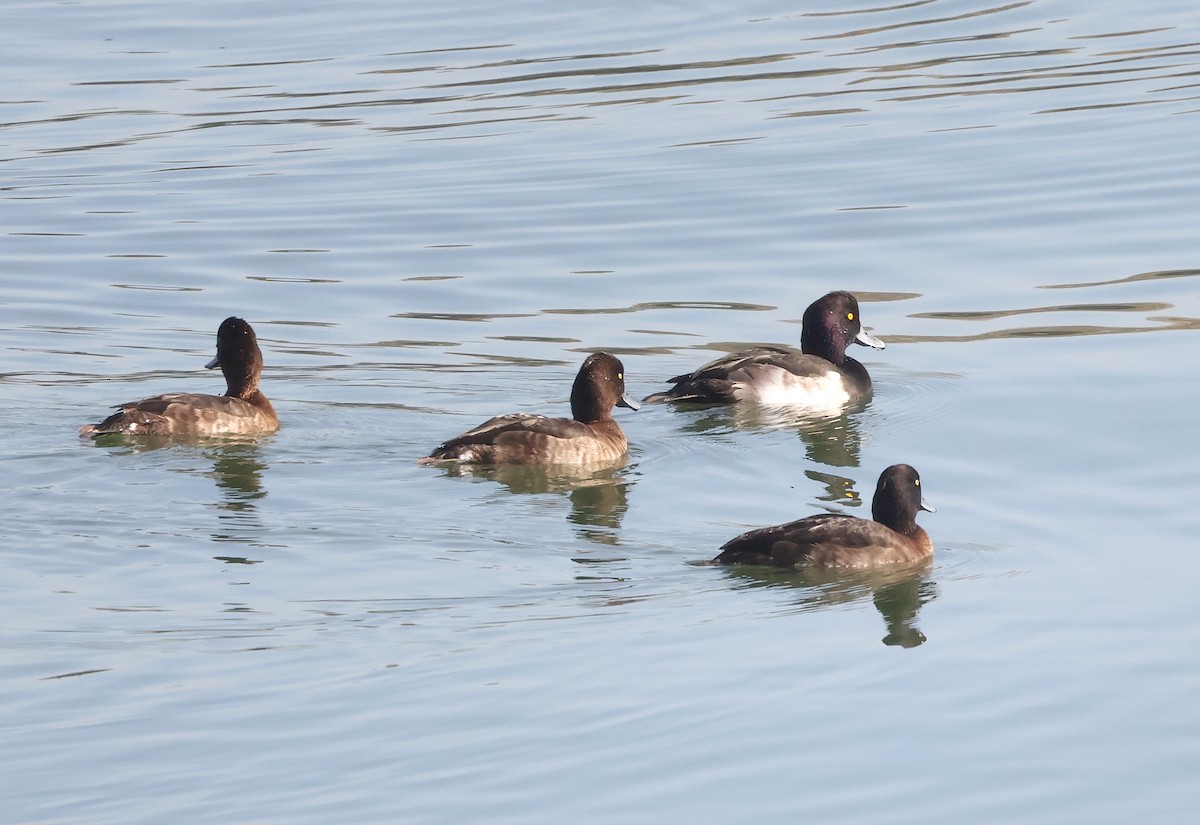 鳳頭潛鴨 - ML645258414