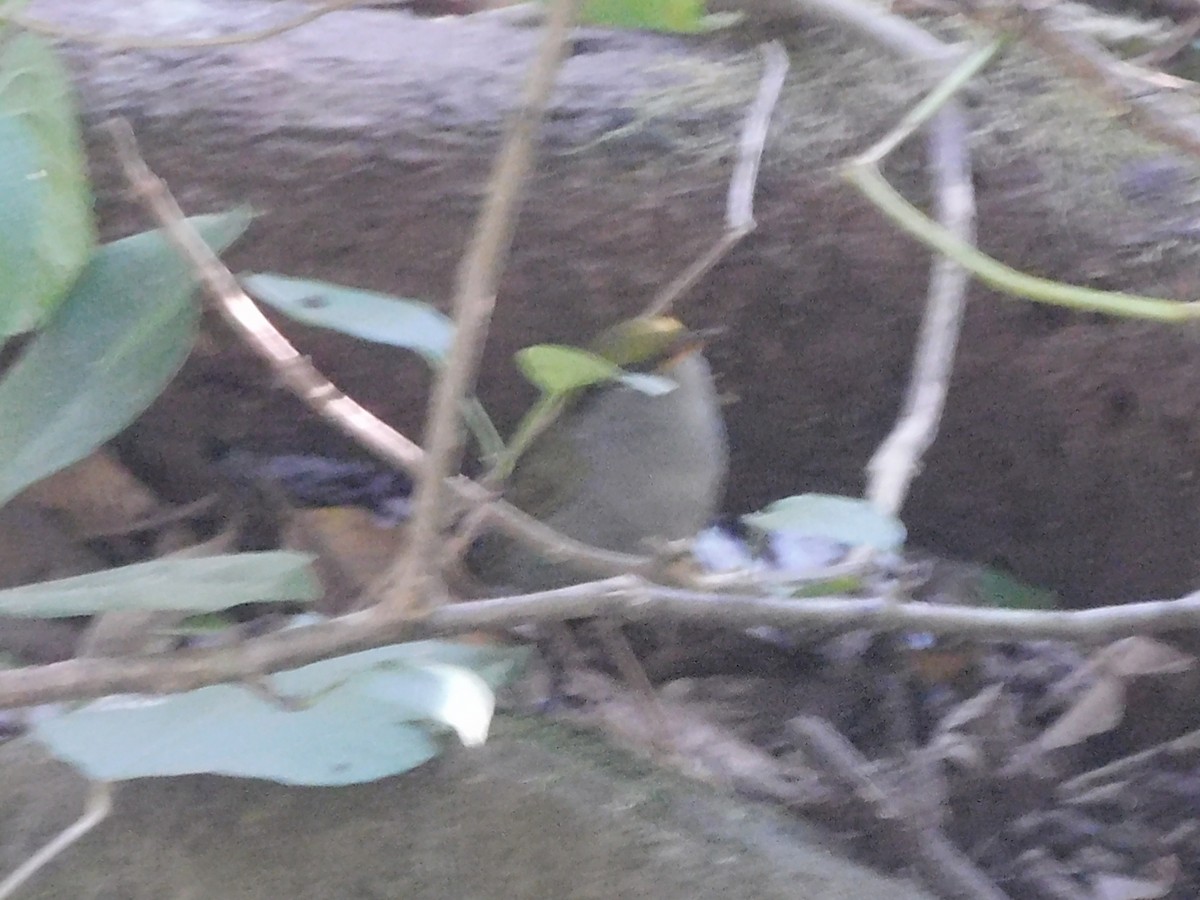 Gray-bellied Tesia - ML645258415