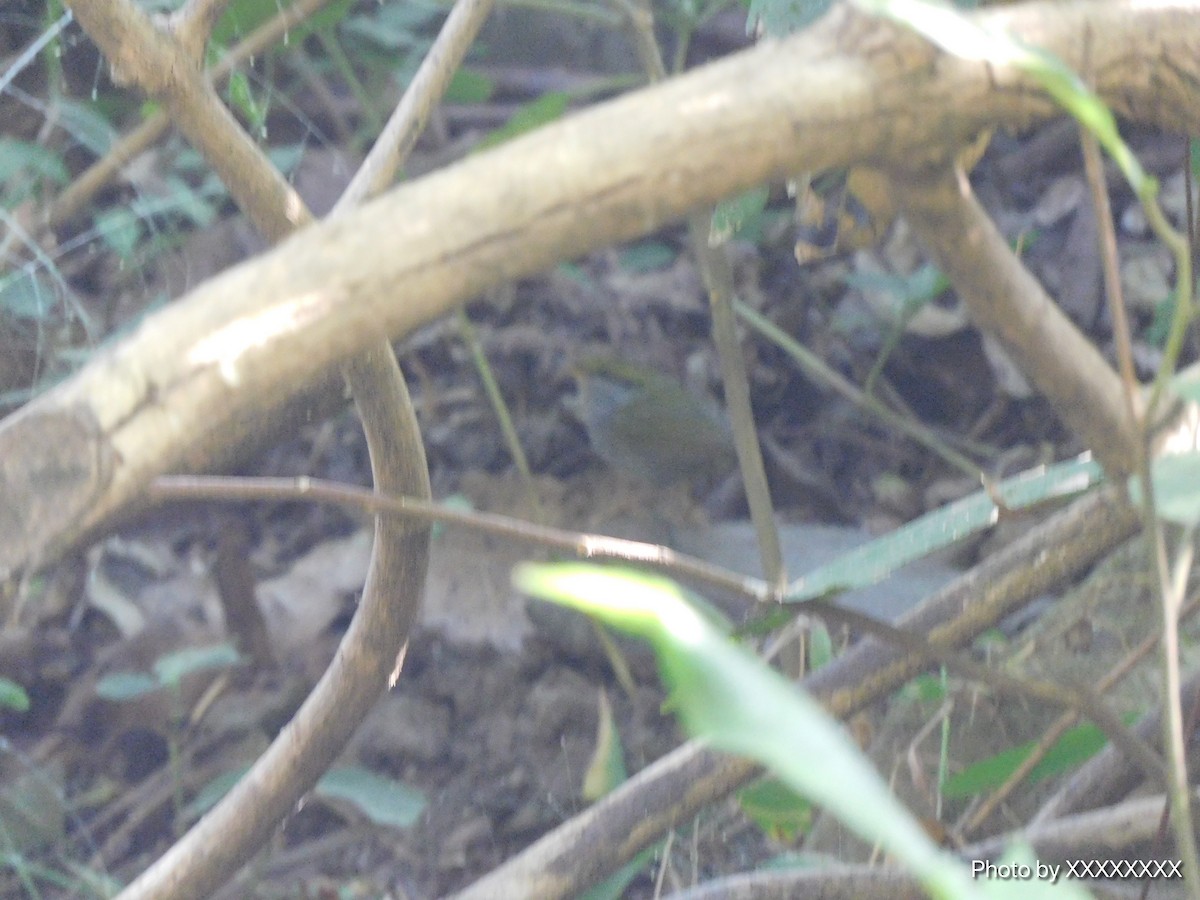 Gray-bellied Tesia - ML645258416