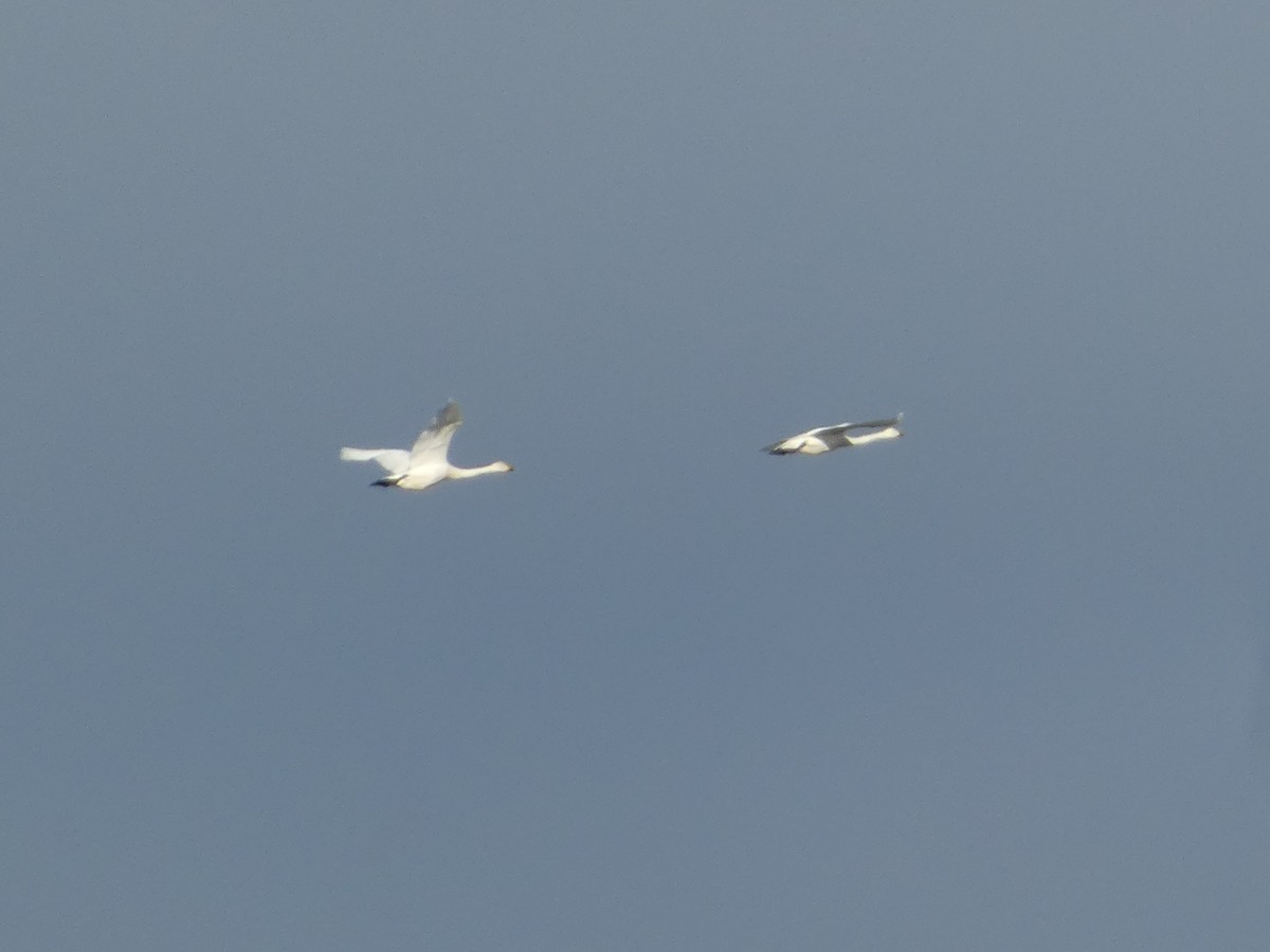 黃嘴天鵝 - ML645258417