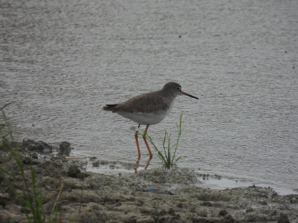 赤足鷸 - ML645258419