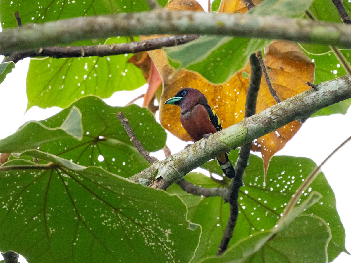 Banded Broadbill - ML645258421