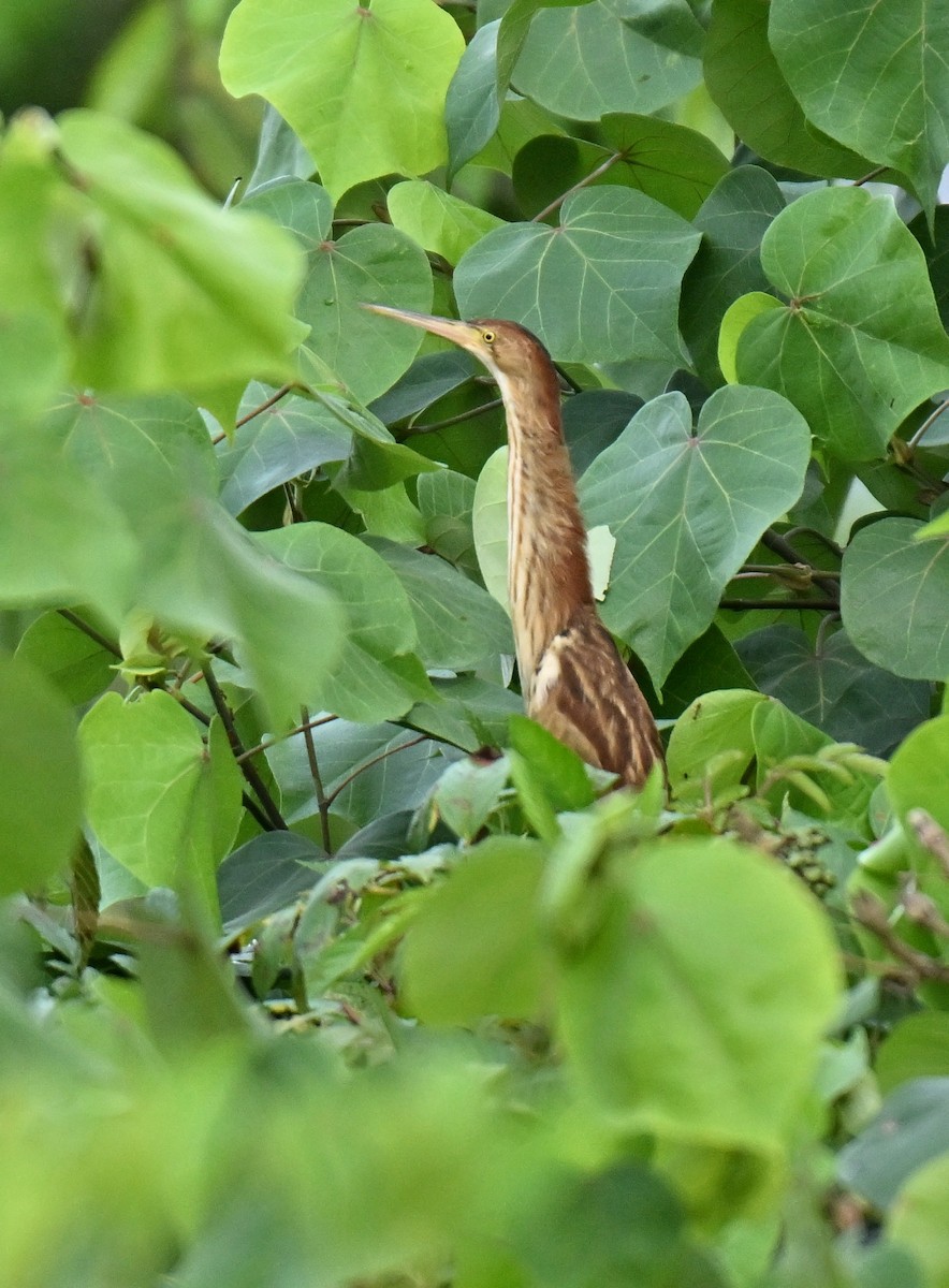 黃小鷺 - ML645258422