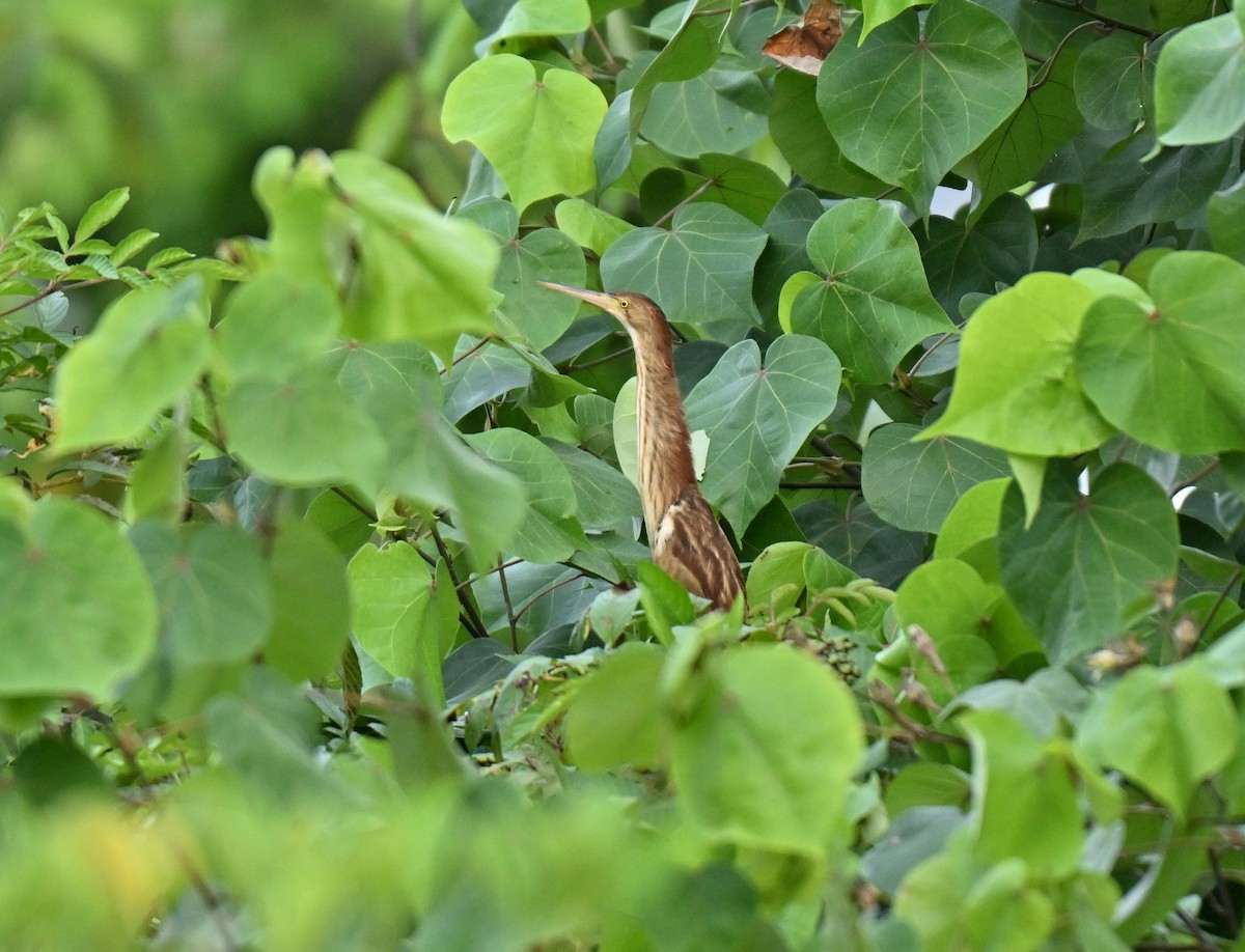 黃小鷺 - ML645258423