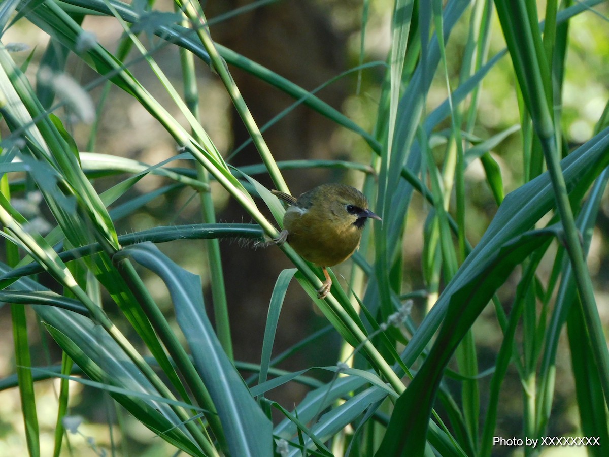 Black-chinned Babbler - ML645258424