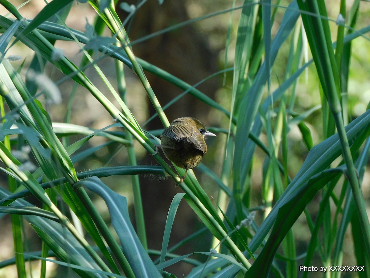 Black-chinned Babbler - ML645258425