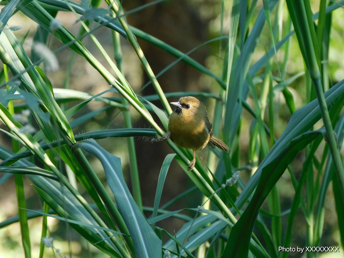 Black-chinned Babbler - ML645258426