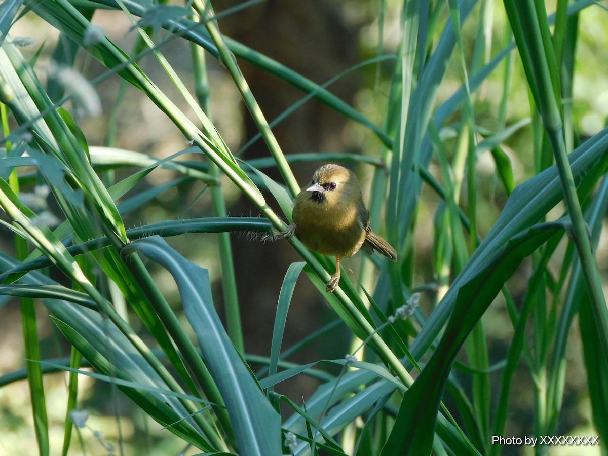 Black-chinned Babbler - ML645258427