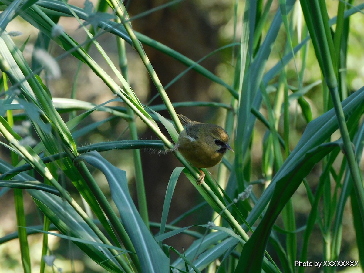 Black-chinned Babbler - ML645258428