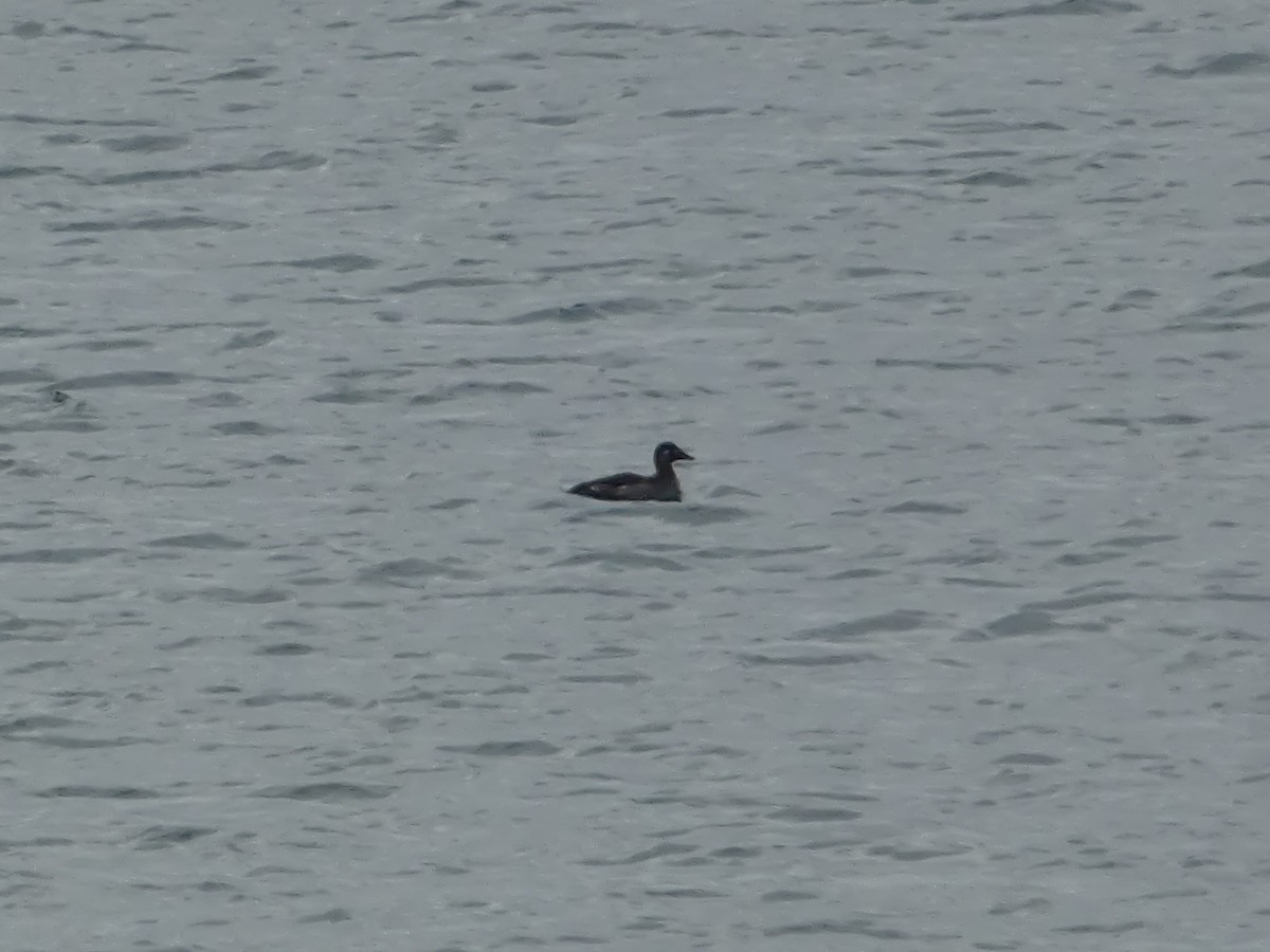 Surf Scoter - ML645258429