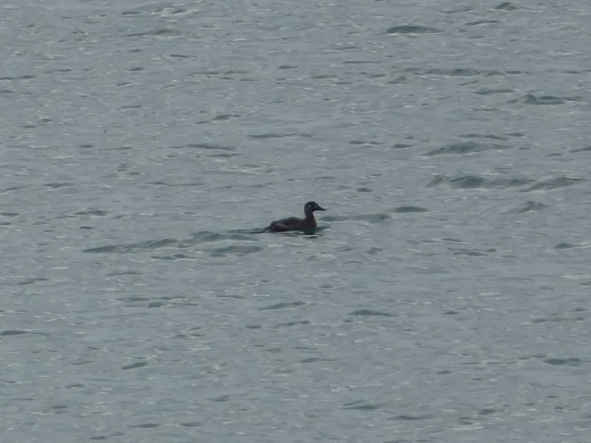 Surf Scoter - ML645258430