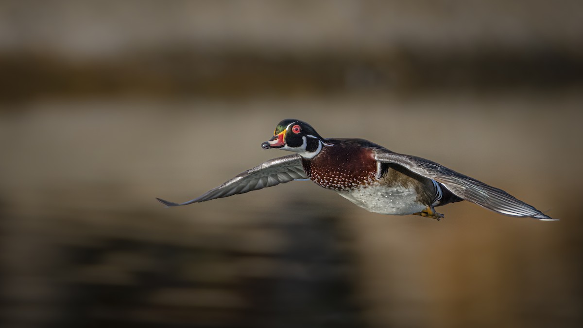 美洲鴛鴦 - ML645258433