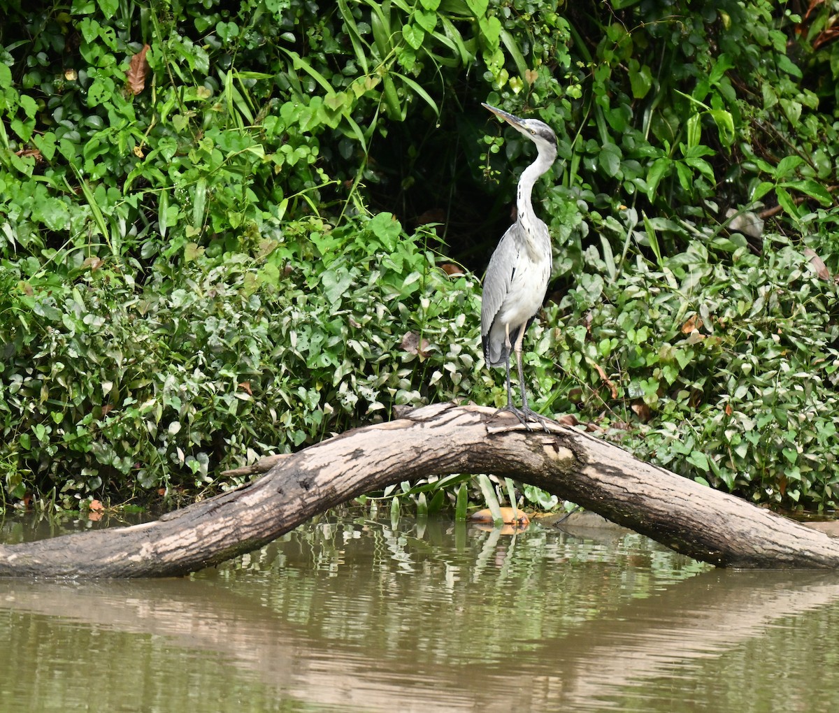 蒼鷺 - ML645258435