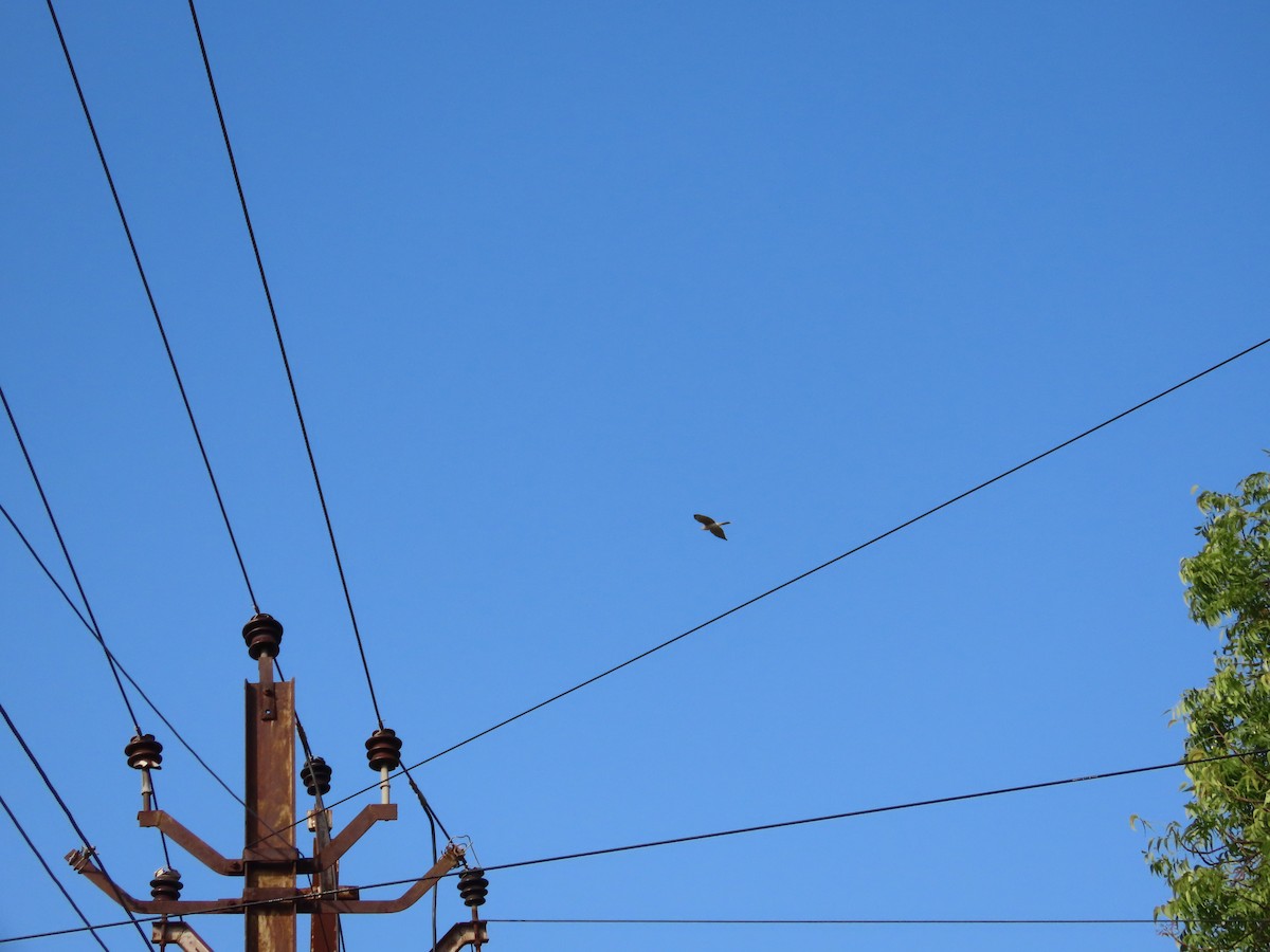 褐耳鷹 - ML645258440