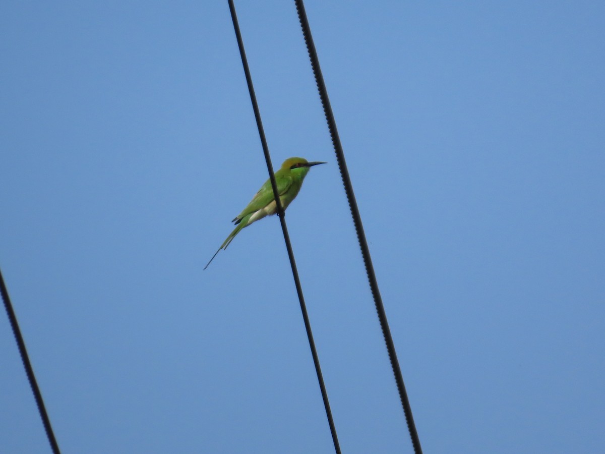 Asian Green Bee-eater - ML645258446