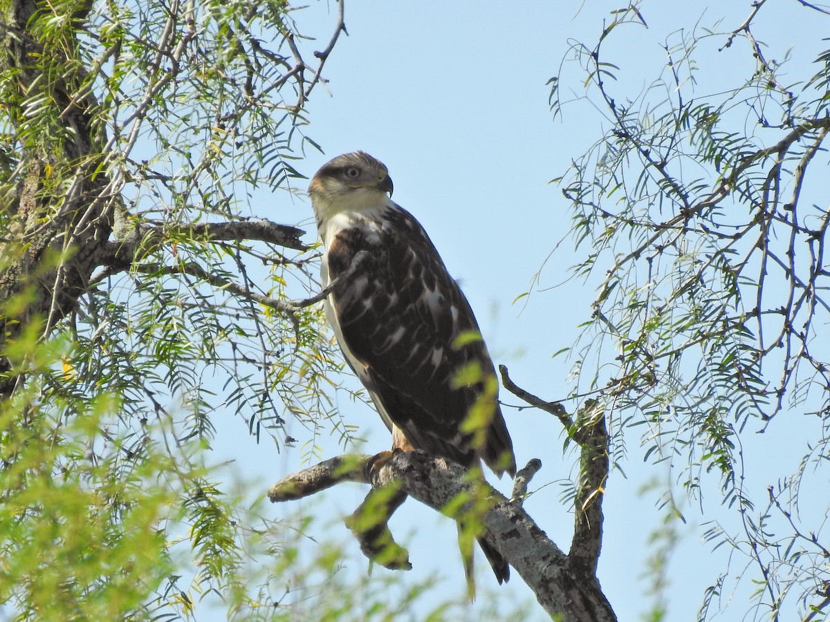 Ferruginous Hawk - ML645258448