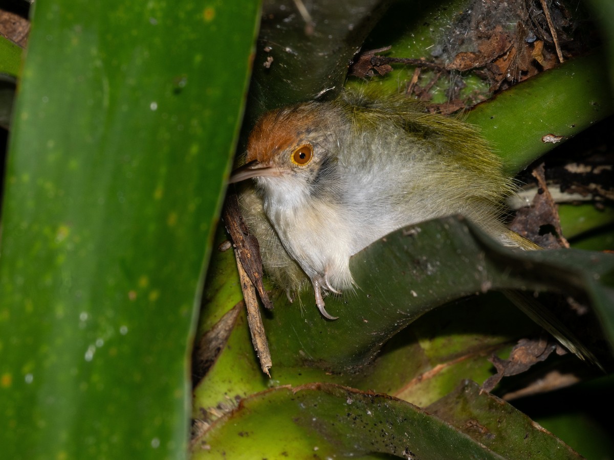 Common Tailorbird - ML645258458