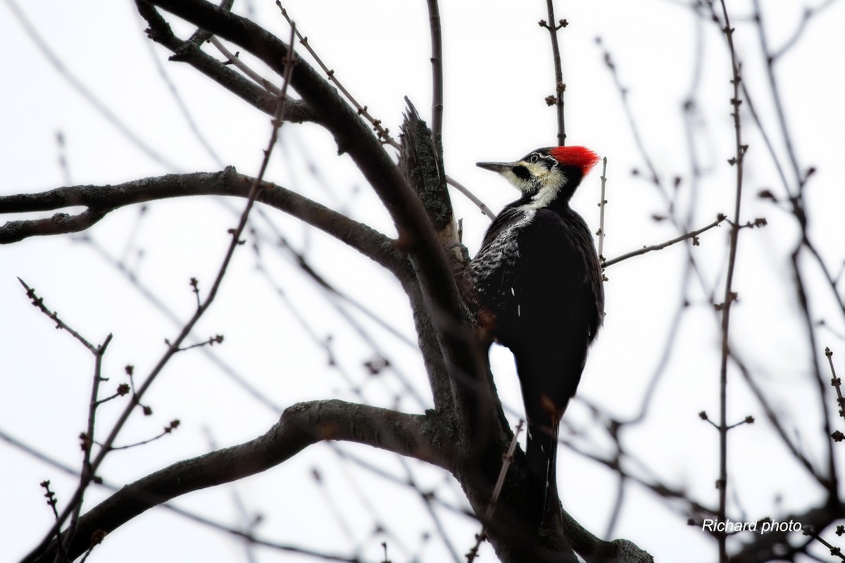 datel chocholatý - ML645258459