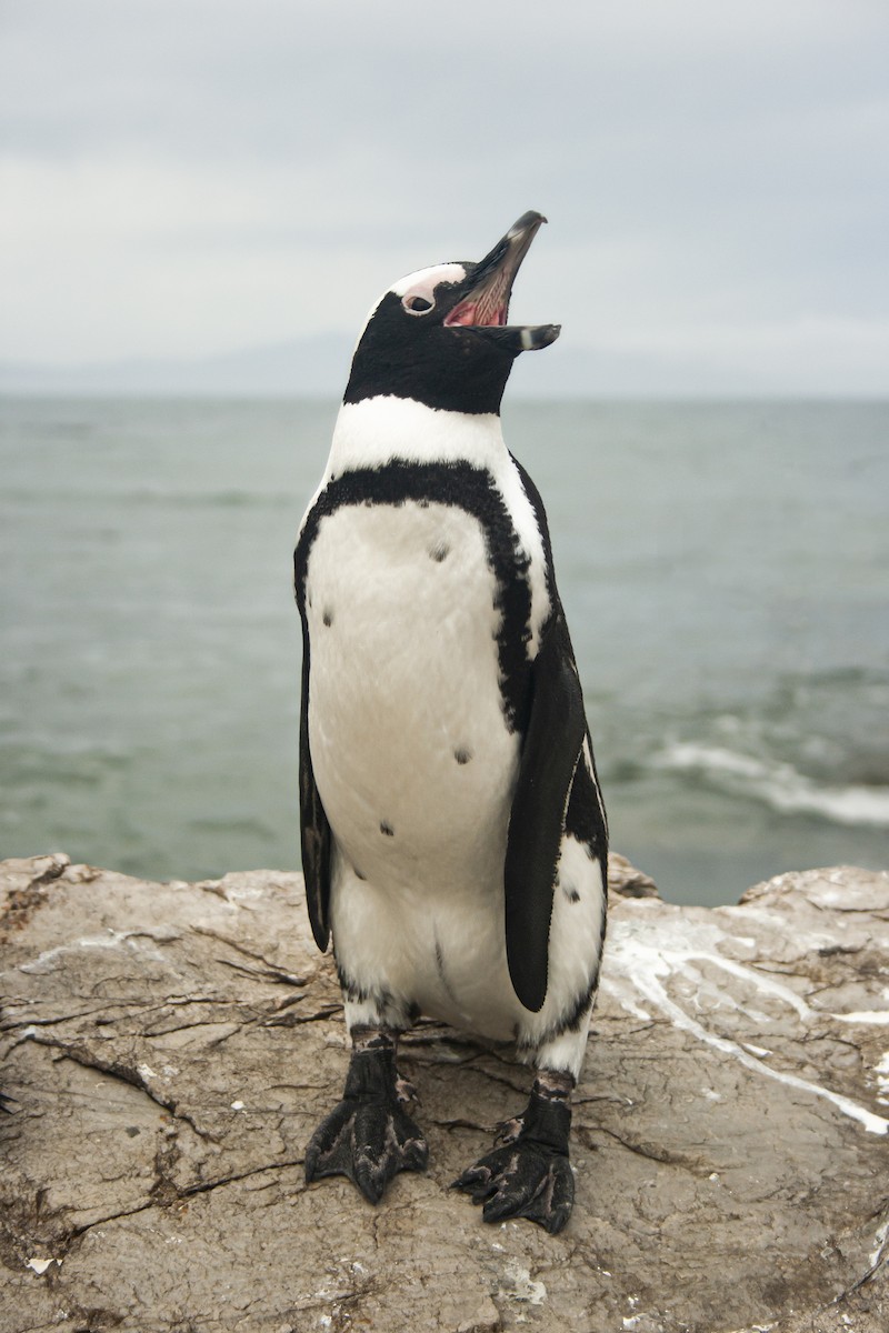 African Penguin - ML645258473