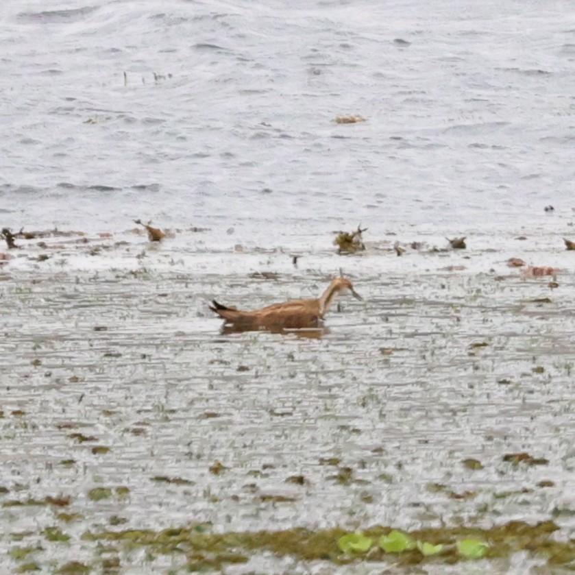 Pheasant-tailed Jacana - ML645258495