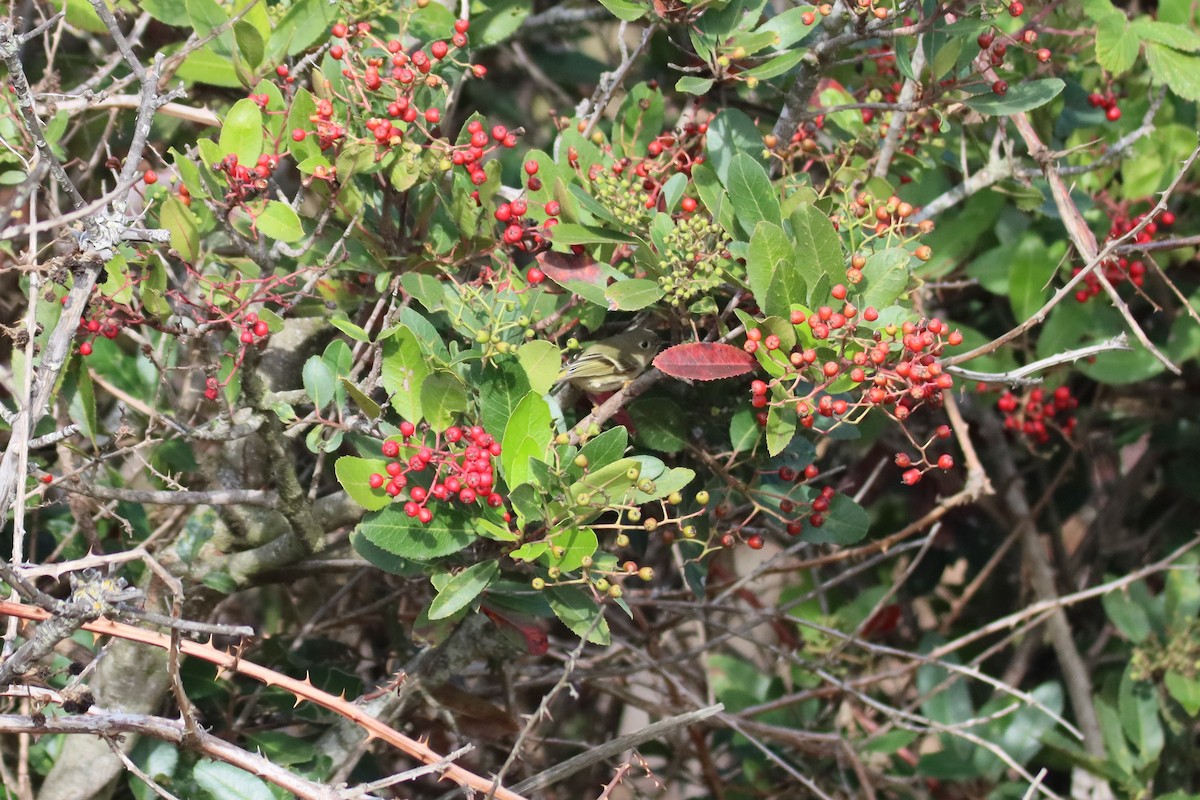 Ruby-crowned Kinglet - ML645258498