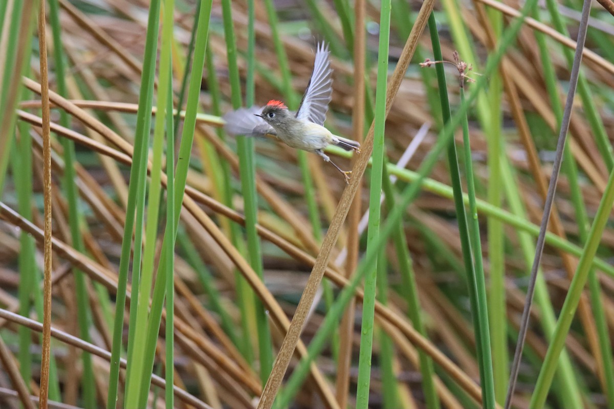 Ruby-crowned Kinglet - ML645258499
