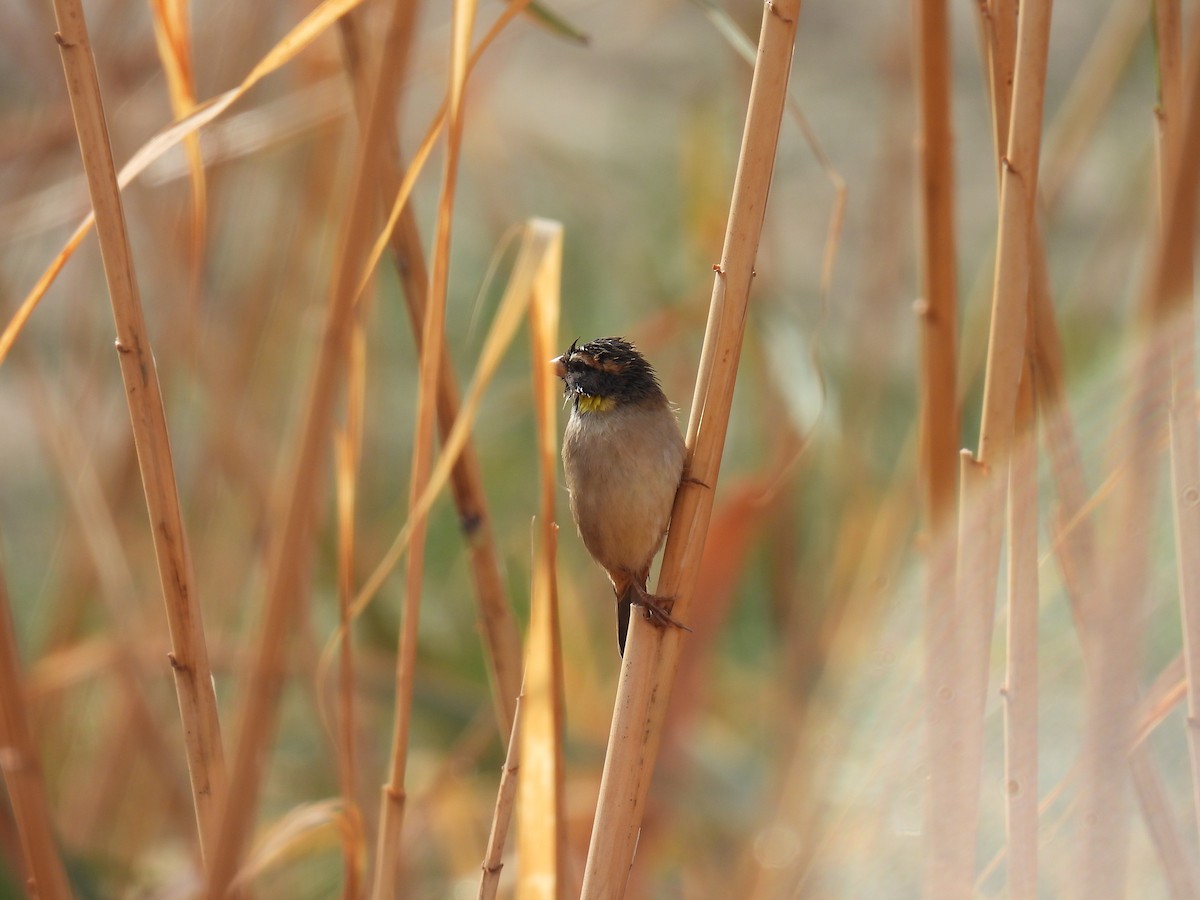 Dead Sea Sparrow - ML645258508