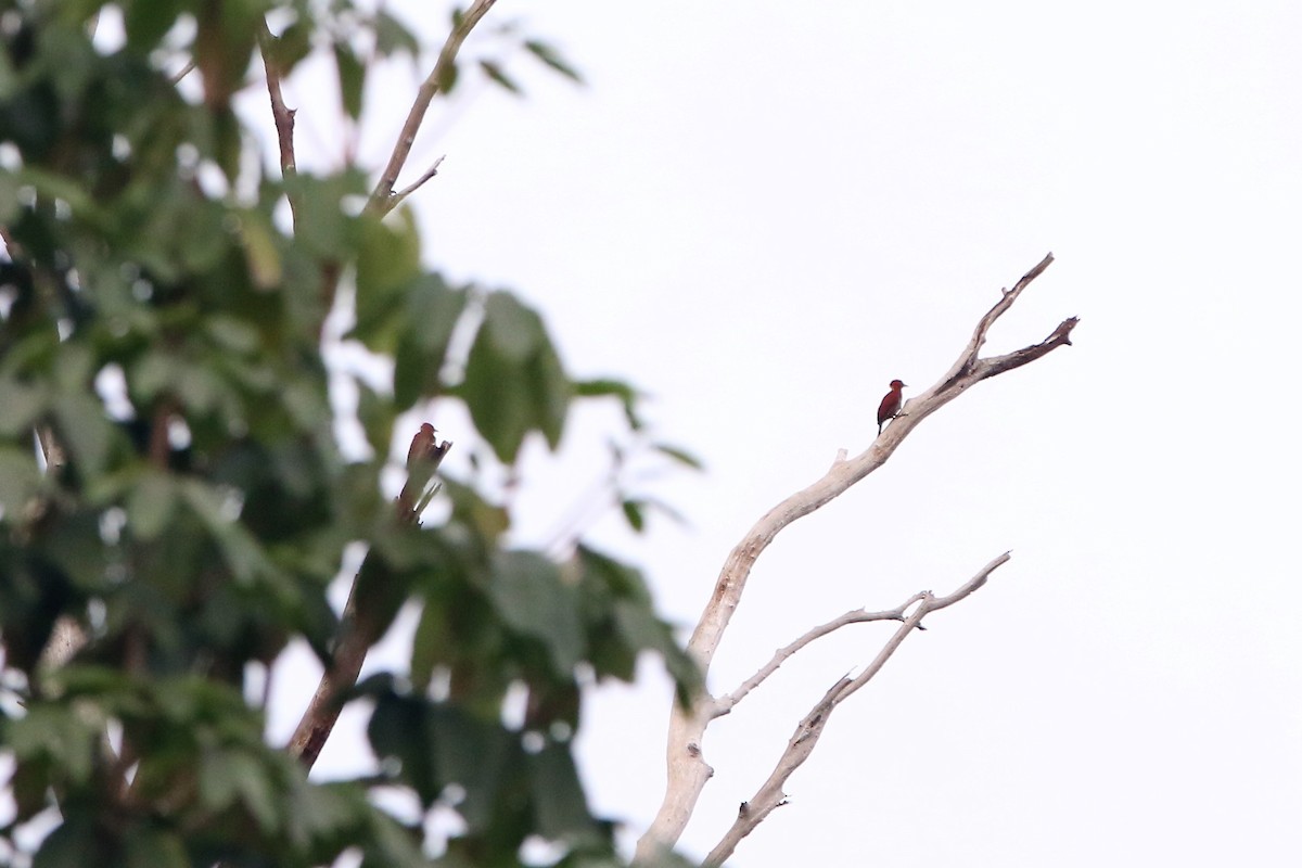 žluna suříková - ML645258509