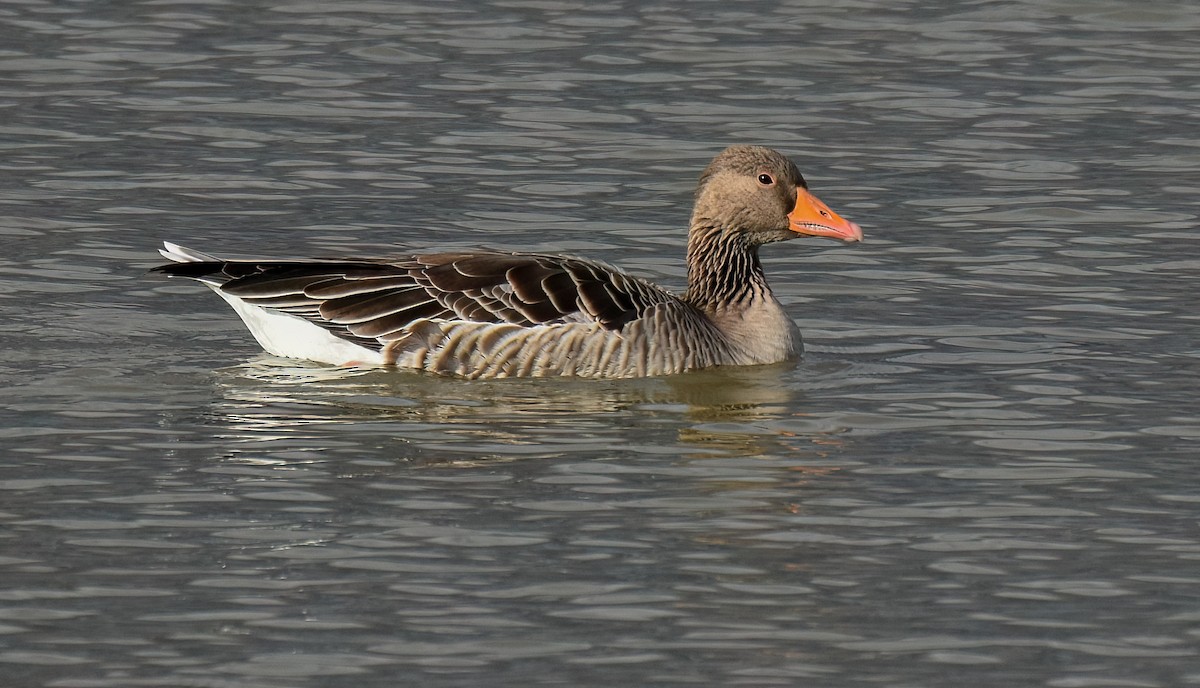 Graylag Goose - ML645258540