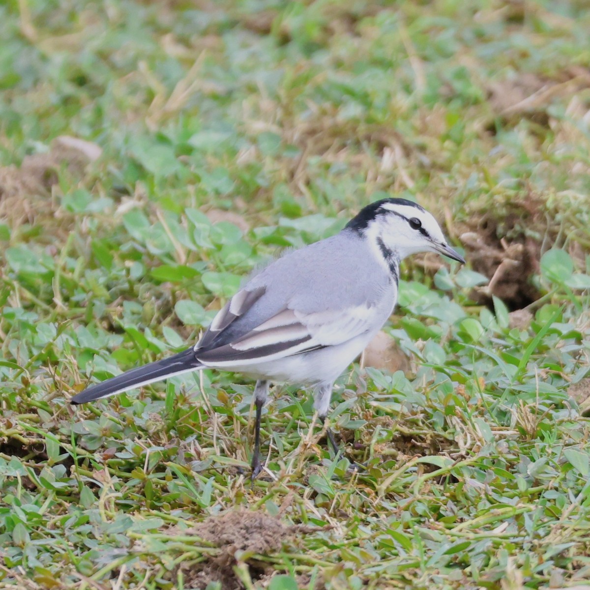 konipas bílý - ML645258554