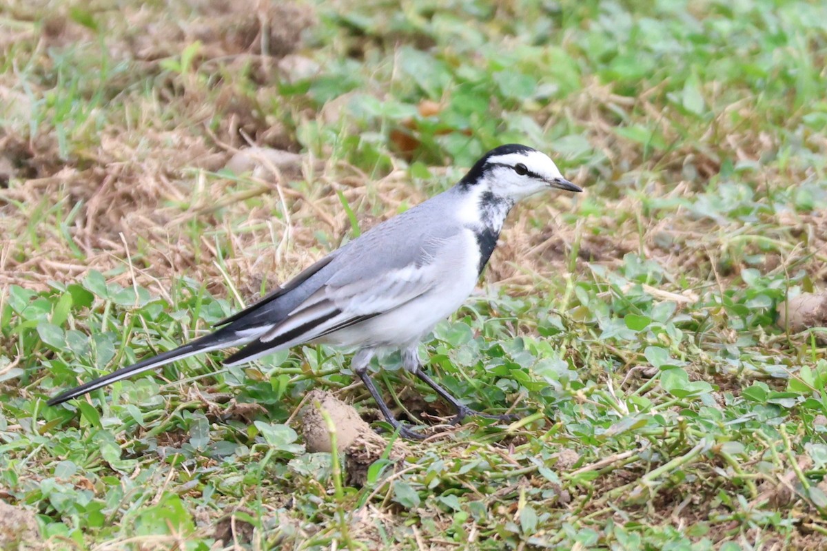 konipas bílý - ML645258555