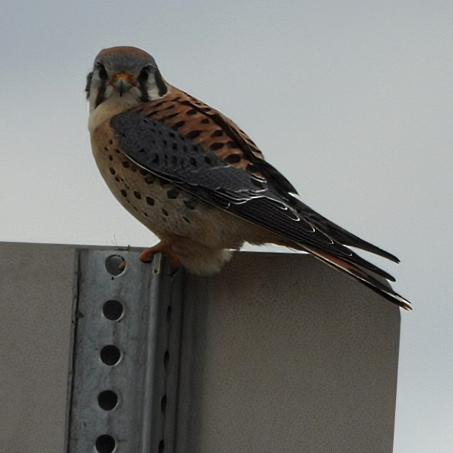 American Kestrel - ML645258558