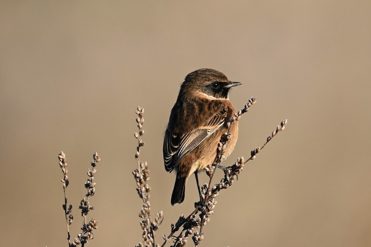 European Stonechat - ML645258564