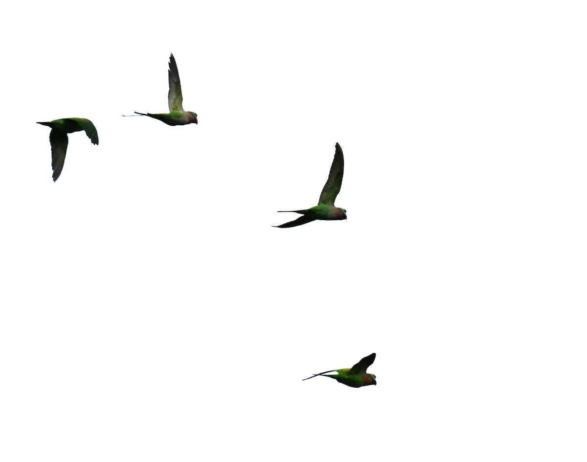 Red-breasted Parakeet - ML645258585