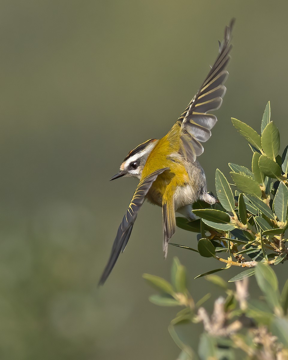 Common Firecrest - ML645258593