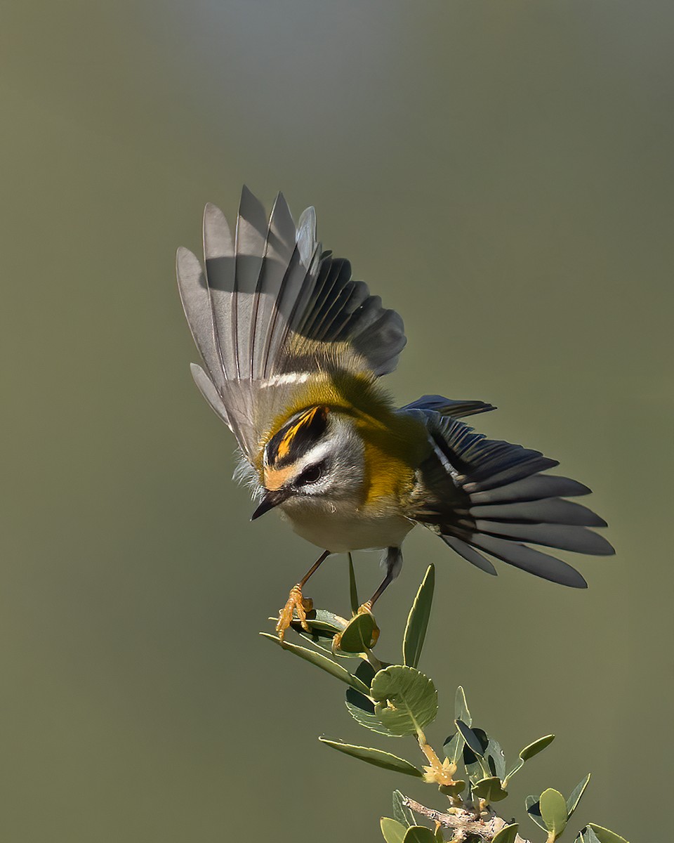 Common Firecrest - ML645258594