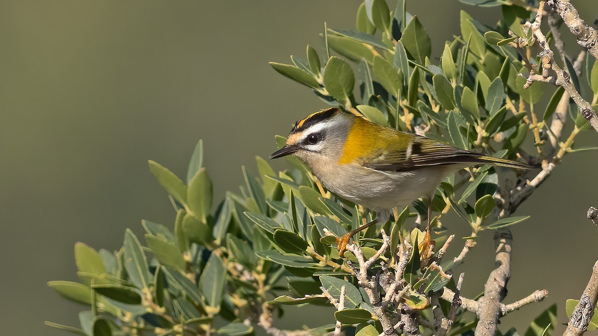 Common Firecrest - ML645258595