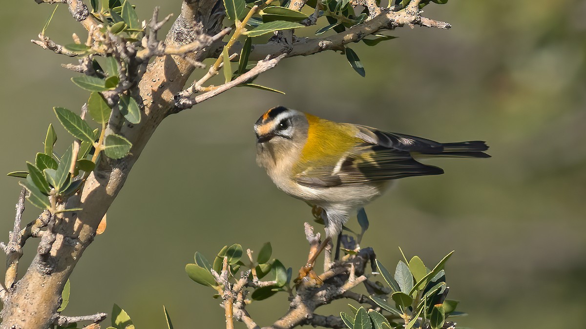 Common Firecrest - ML645258596