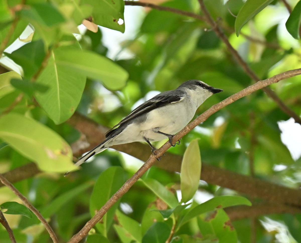Ashy Minivet - ML645258603