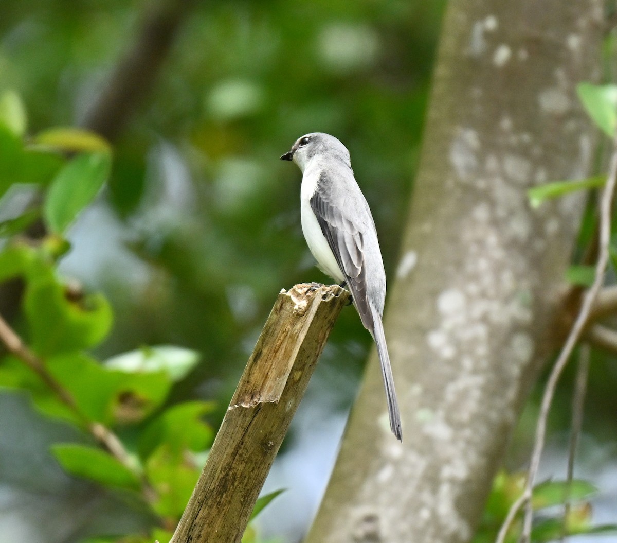 Ashy Minivet - ML645258604